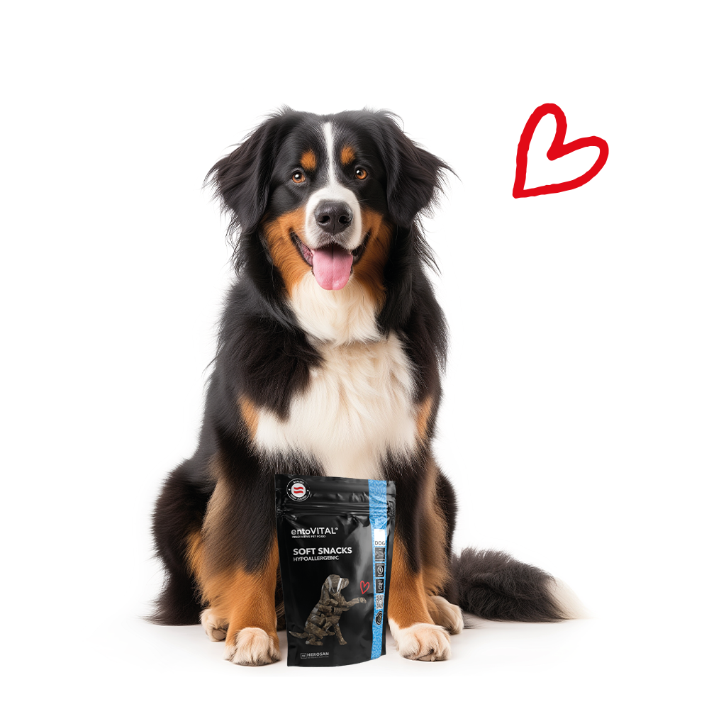 Berner Sennenhund sitzt hinter einem Beutel entoVITAL DOG Soft Snacks HYPOALLERGENIC, daneben ein rotes Herz