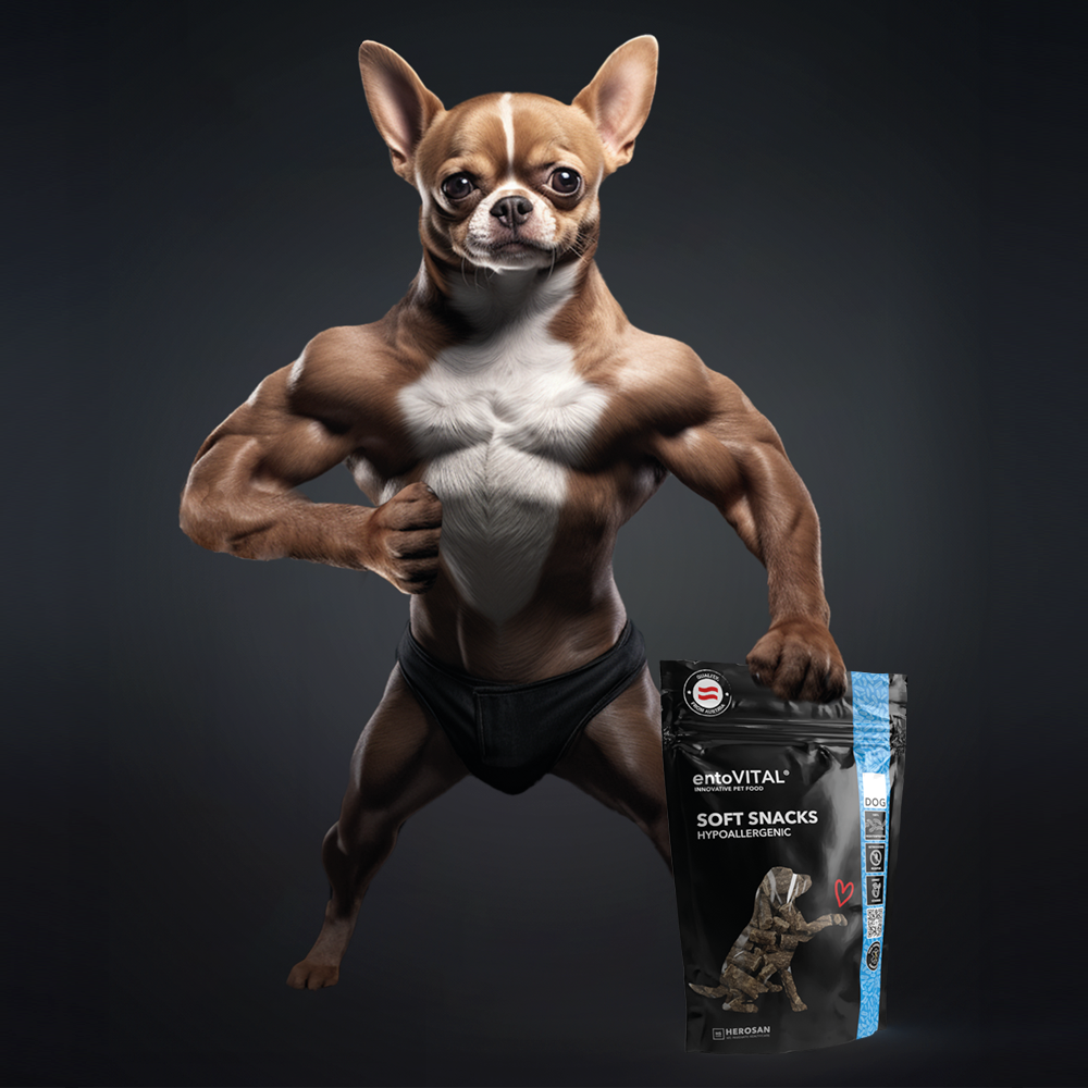 Werbemotiv: ein muskulöser Chihuahua posiert neben einem Beutel entoVITAL DOG Soft Snacks HYPOALLERGENIC